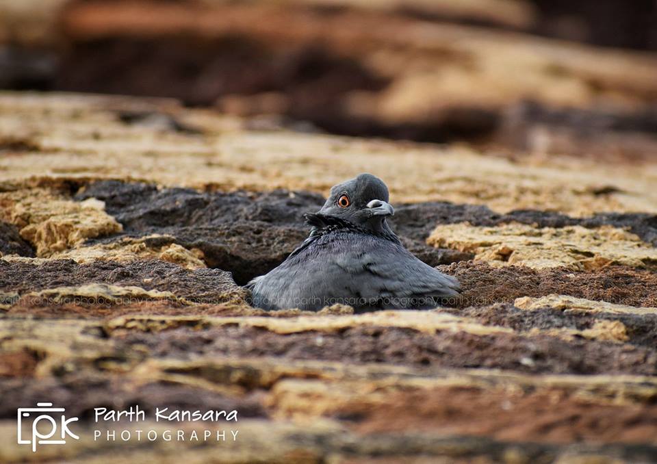 Rock Pigeon